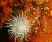 Anémona 3