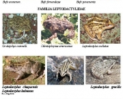 anfibios-sapos-23