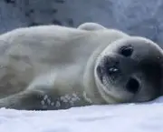 Animais da Antártica Fotos (2)