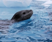 animals in antarctica