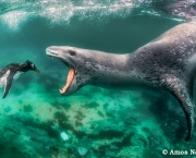 Animais da Antártica Fotos (4)