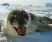 Animais da Antártica Fotos (5)