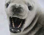 Animais da Antártica Fotos (6)