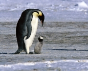 Animais da Antártica Fotos (7)