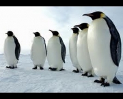 Animais da Antártica Fotos (10)