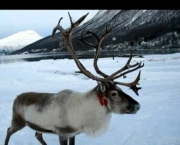 Animais da Antártica Fotos (8)