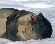 Animais da Antártica Fotos (15)