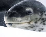 Foca da Antártica