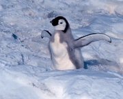 Pinguim da Antártica