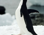 Pinguim da Antártica