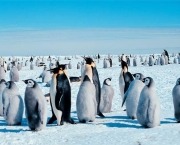 Pinguins Imperiais