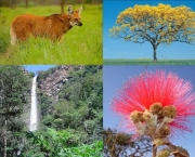 animais-do-cerrado-13