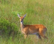 animais-do-cerrado-14