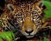 animais-em-extincao-no-brasil-13