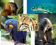 animais-em-extincao-no-brasil-7