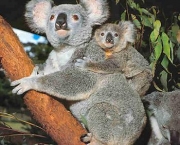 animais-em-extincao-1