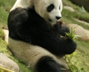 animais-em-extincao-11