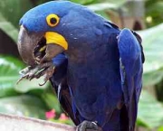 animais-em-extincao-12