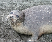 animais-em-extincao-14