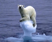 animais-em-extincao-2