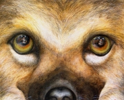 animais-em-extincao-4
