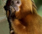 animais-em-extincao-5
