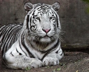 animais-em-extincao-7