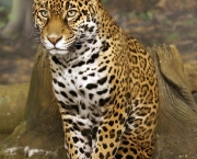 animais-em-extincao-8