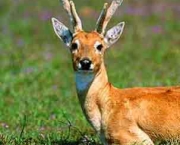 animais-em-extincao-9