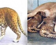 leopardo-com-leao.jpg