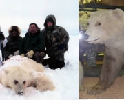 urso-polar-com-urso-marrom.jpg