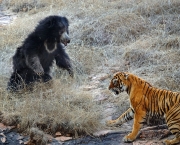 Sloth Bear family (Melursus ursinus), mother with two babies fighting off a tiger in the dry forests of  Ranthambhore national park