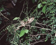 animais-da-amazonia-14