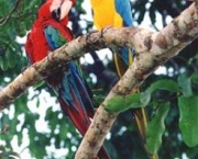 animais-da-amazonia-26