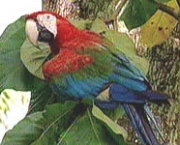 arara