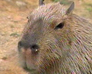 capivara