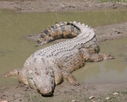 crocodilo.jpg