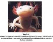 animais-raros-12