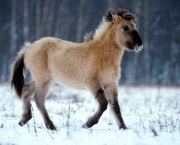 animais-raros-15