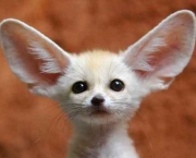 animais-raros-2
