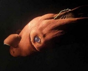 animais-raros-3