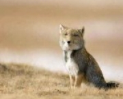 animais-raros-4