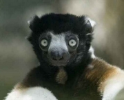 animais-raros-7