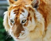 animais-raros-8