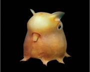 animais-raros-9
