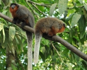 Animais Silvestres em Perigo e Linha com Cerol (6)