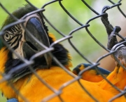 Animais Silvestres em Perigo e Linha com Cerol (7)