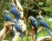 Animais Silvestres em Perigo e Linha com Cerol (10)