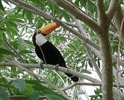 Animais Silvestres em Perigo e Linha com Cerol (9)