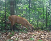 Animais Terrestres da Amazônia (1)